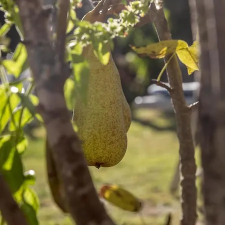 לינה וארוחת בוקר Sa Pischina אולביה