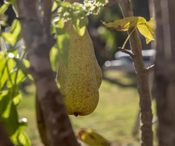 Alojamento de Acomodação e Pequeno-almoço Sa Pischina Olbia